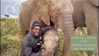 Little By Little is Live! Donate Milk to Meisiekind & Bottles to ‘Beni 🍼🐘 by HERD Elephant Orphanage South Africa 14,295 views 1 month ago 2 minutes, 43 seconds