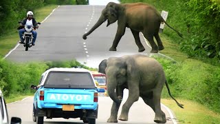 The ferocious elephants on the road are attacking the vehicles..