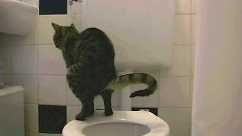 Cat Taking a Huge Dump On The Toilet (with splash sound!) - DayDayNews