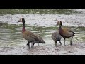 Dendrocygna viduata (Irerê/White-faced Whistling-Duck). Patos e marrecas.