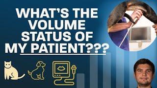 What is the intravascular volume status of my canine or feline patient?