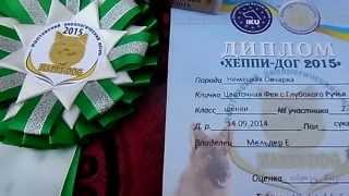 Выставка собак 2015: Кривой Рог приехал из Полтавы, САС Выставка собак 2015: Кривой Рог приехал из Полтавы, САС