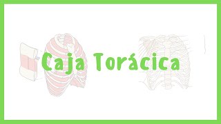 ANATOMY | Thorax, rib cage, thoracic bones, thoracic muscles | Blasto Med