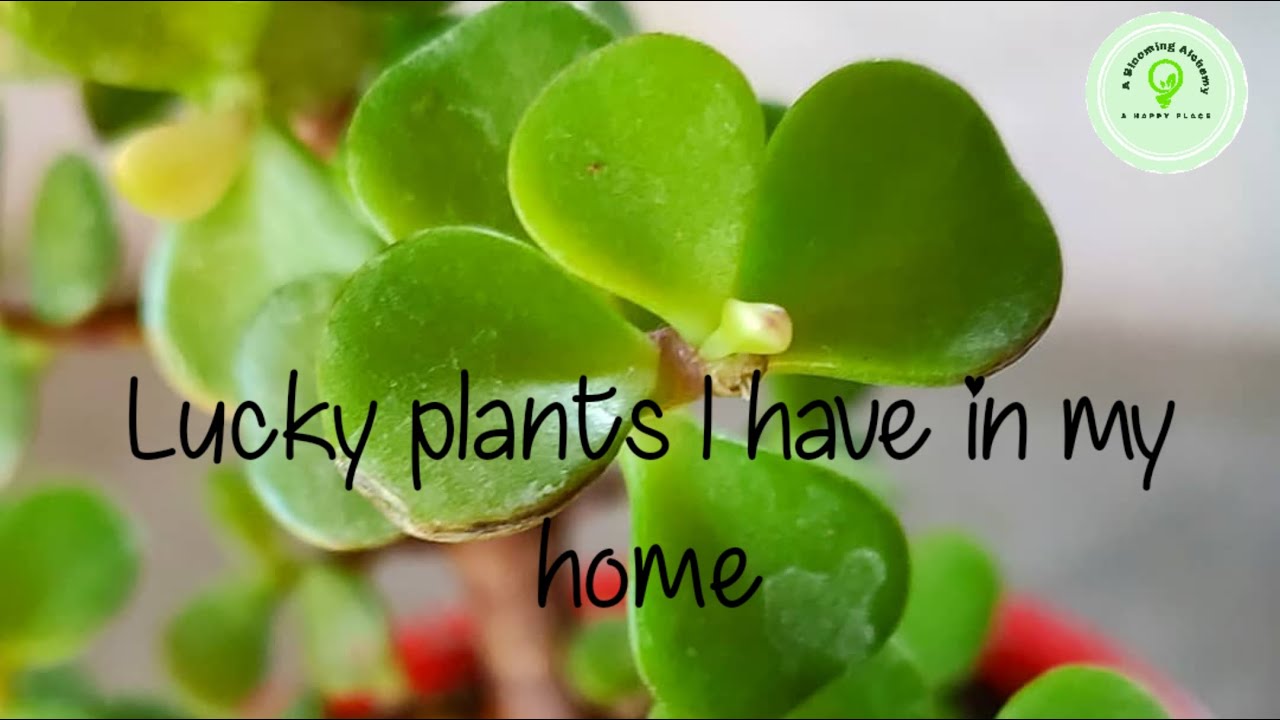 Lucky plants I have in my home Must have plants for home Plants