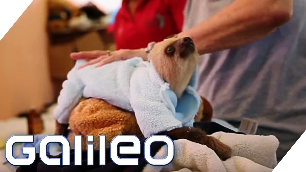 Das Waisenhaus Fur Faultiere In Costa Rica Galileo Prosieben Youtube