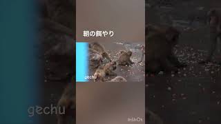観覧者が入園前に餌が撒かれてる時があります。ない時もあります　#がんばれパンチ #punchthemonkey