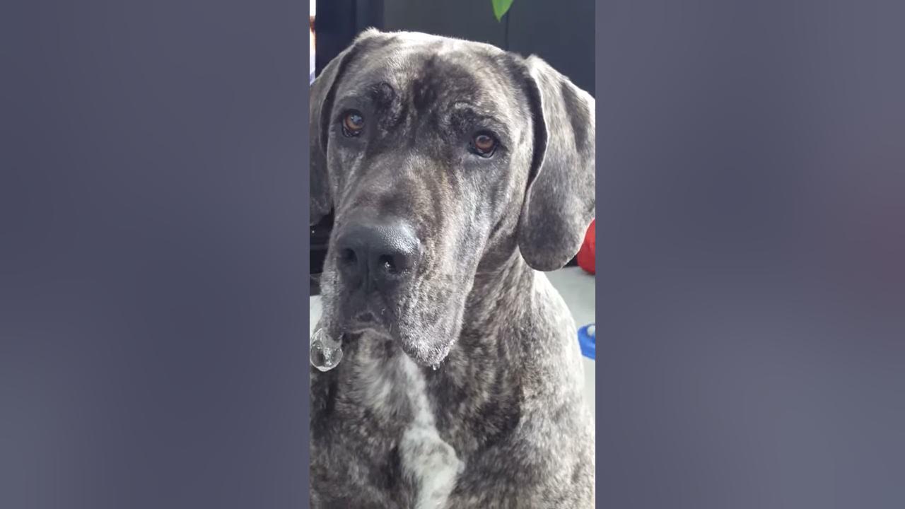 Great Dane drool bubbles - YouTube