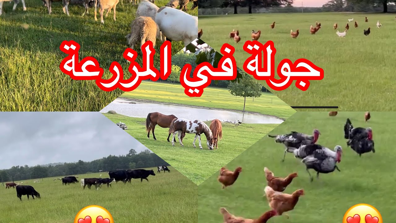 جولة في المزرعة🥹🥹🥹🇺🇸🇺🇸🇲🇦