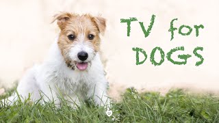 Dog TV | Play this video for dogs! Healing video