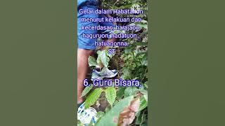 Download lagu Arti gelar Habatahon seperti Tuan, Datu, Guru. #batak #adatbatak #sejarahbatak   #sejarah