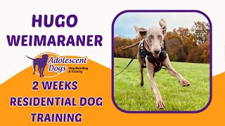 Hugo the Weimaraner  2 Weeks Residential Dog Training
