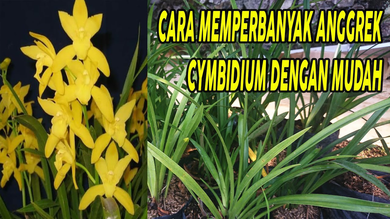 Tehnik Budidaya Anggrek Cymbidium Youtube Plants Herbs Youtube