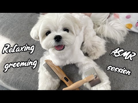 Relaxing Grooming Session 🐶 CUTE Maltese Puppy ASMR