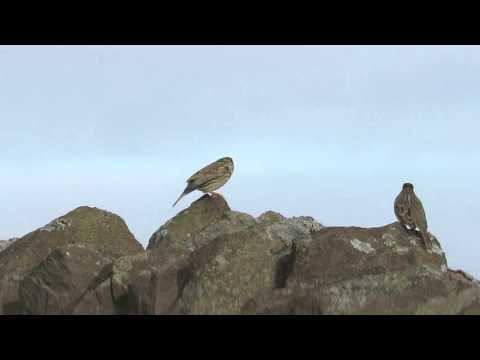 Corn Buntings 25/2/2016