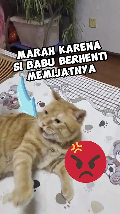 Kucing ini marah karena berhenti di pijat 😾