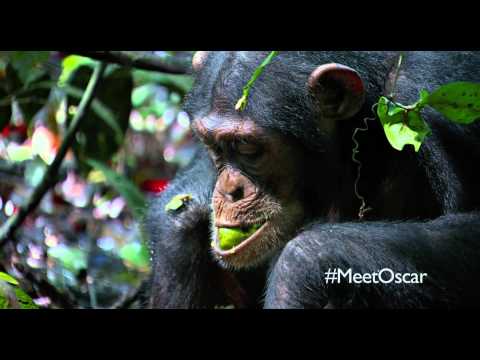 Chimpanzee "Savor the Flavor" Clip