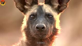 30 Crazy Moments! Injured Hyena Fights Warthog and Wild Animals | Animal World