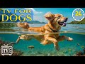 24 hours of fun  ultimate dog tv fastprevent boredom  anxiety relief dogs with dog musics