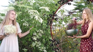 All about the Elder Tree | A history of medicine, magic & mystery! #elderberry #elderflower