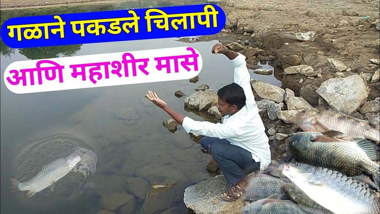 गळाने पकडले चिलापी आणि महाशीर मासे🐠महाशीर मासे कसे पकडायचे🐟huk fishing😋 village fishing