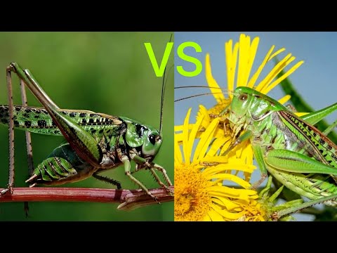 Кузнечик серый vs Кузнечик седакова Wart-biter vs Sedakov's katydid