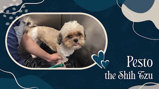 Pesto the Shih Tzu - We Have Been Grooming Her Since She Was A Puppy! by Zane's Pet Spa 28 views 4 months ago 3 minutes, 49 seconds