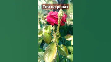 тля на розах #Тля #Розы #Вредители роз