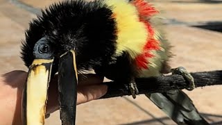 Download Lagu Rescue bird loves belly rubs MP3 Download Lagu Rescue bird loves belly rubs MP3