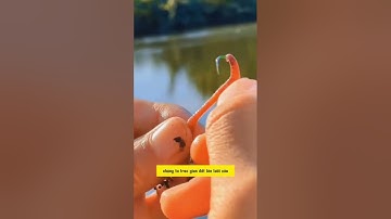 Móc giun câu cá đúng cách #cauca #dammecauca #fishing #fishingvideo #moicauca #moicau #câucá