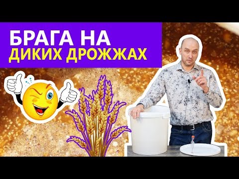 Как приготовить брагу из пшеницы для самогона без дрожжей
