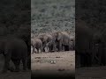 Слон в цепях: как мы сами себя ограничиваем 🐘🔗