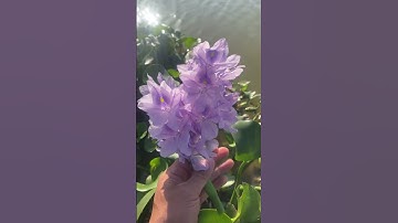 Công dụng cây Thuốc Bèo tây còn gọi là lục bình #covenduongvlogs #caycomui #caycanh  #câythuốcquý