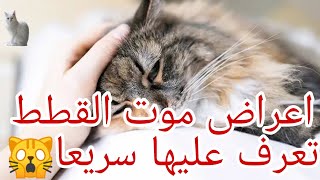 اعراض موت القطط تعرف عليها سريعا