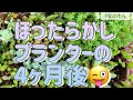 【多肉植物】ほったらかしプランター、何でも鉢の4ヶ月後！