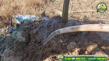 Trồng cây bưởi Ruby Thái Lan choai (nhỡ) ngày 7 tháng 11 năm 2020