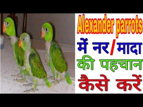 पहाड़ी तोता में नर/मादा की पहचान कैसे करें ! Alexander parrots me male/female ki identification,Hindi