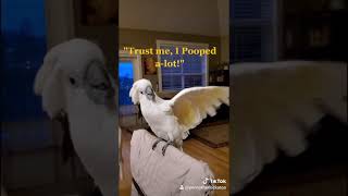 Penny the Cockatoo with Attitude
