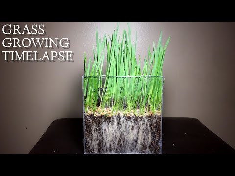 GRASS GROWING TIMELAPSE