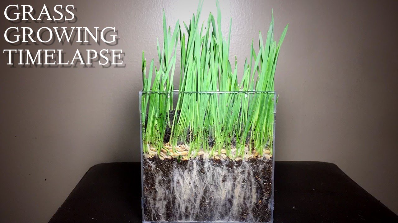 Grass Growing Timelapse