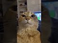 #cat #funny #catmemes  like and susbcribe
