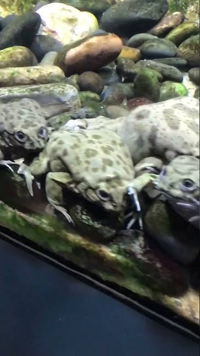 St Luis zoo reptile house - YouTube
