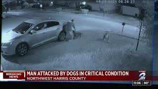 Man in critical condition after being attacked by 2 loose pit bulls in northwest Harris County, ...
