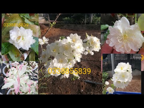 Video Giao lưu một số lọai giống bạch mai ở vườn mình. Đặc... - youtube