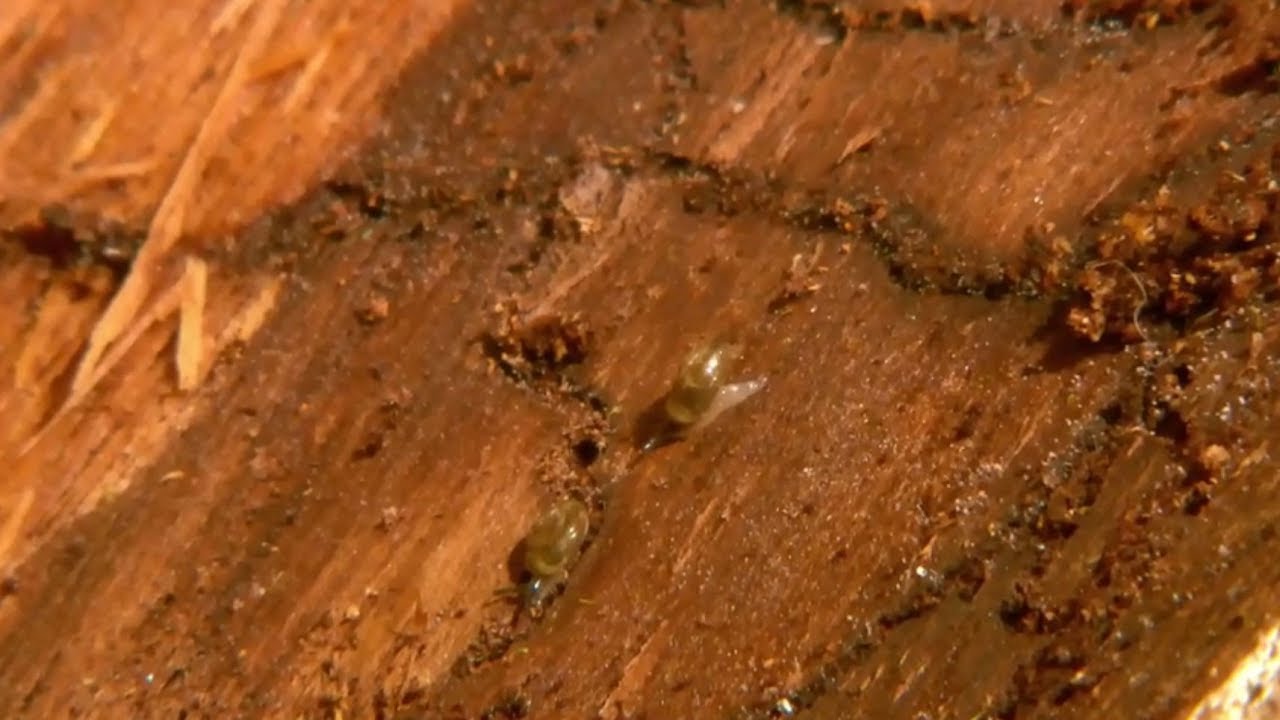 La semaine verte | La vie dans le bois mort des forêts