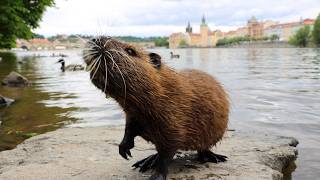 Handfeeding cute Nutria babies by the river
