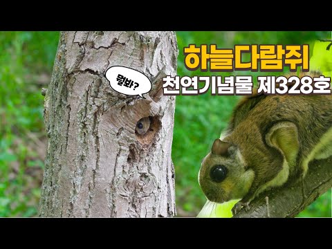 천연기념물 제328호- 하늘다람쥐