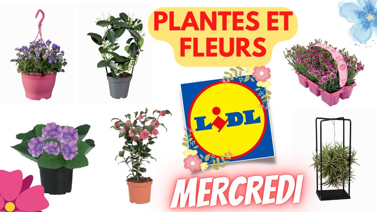 Sitemapcdatahttpsshopinf Inetcomplante Et Fleur Lidl