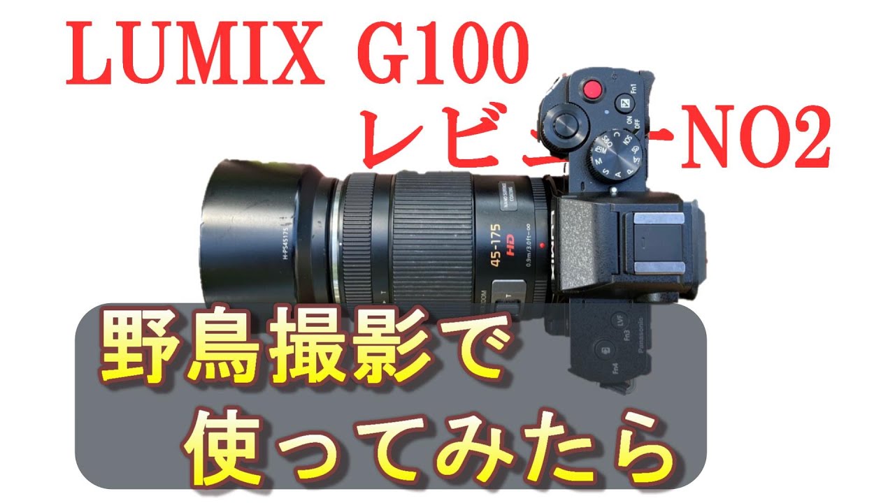 LUMIX G100レビューNO2】野鳥撮影で使ってみたら - YouTube
