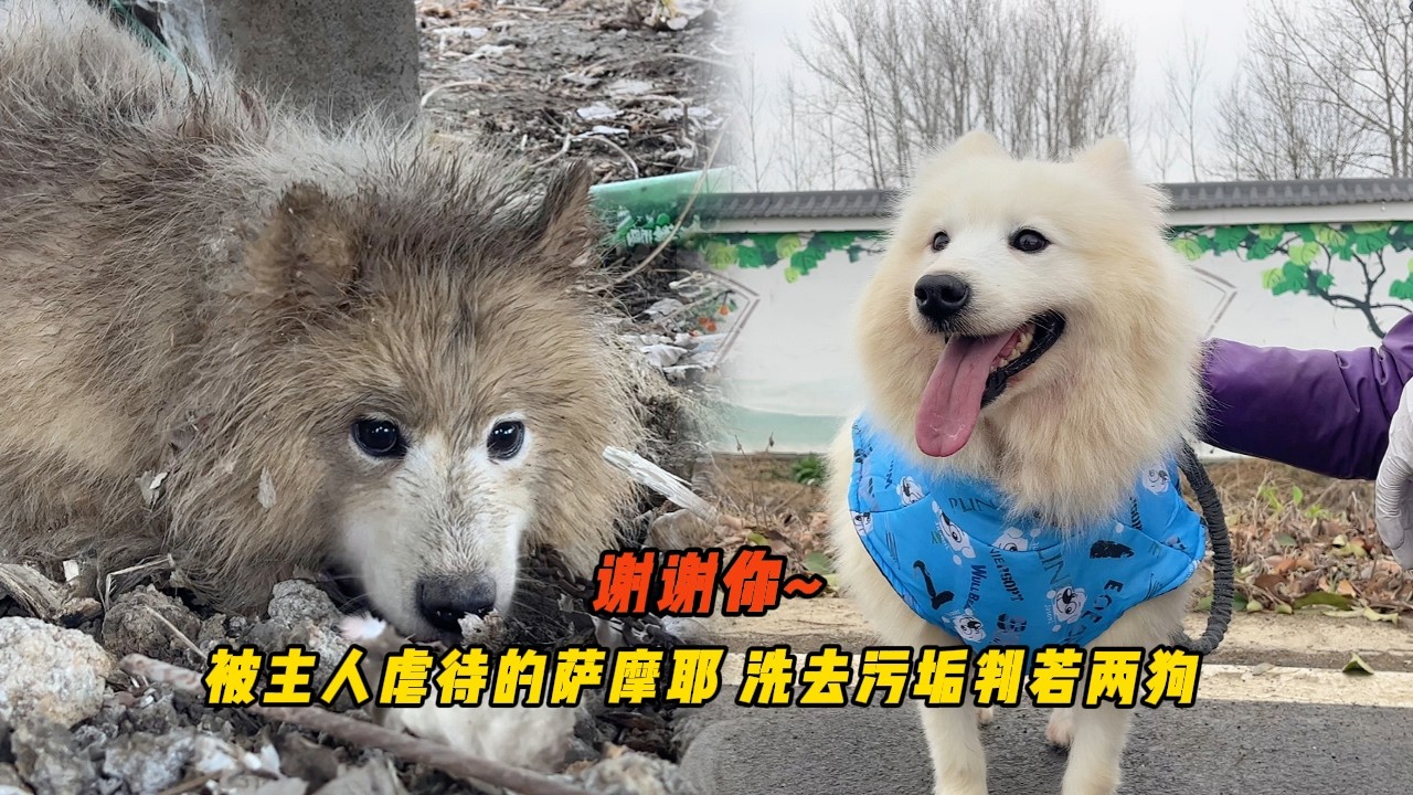 遭主人虐待打斷腿的薩摩耶獲救後，洗去污垢判若兩狗笑容超治癒！