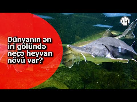 Video: Su balığı hansı heyvan növüdür?